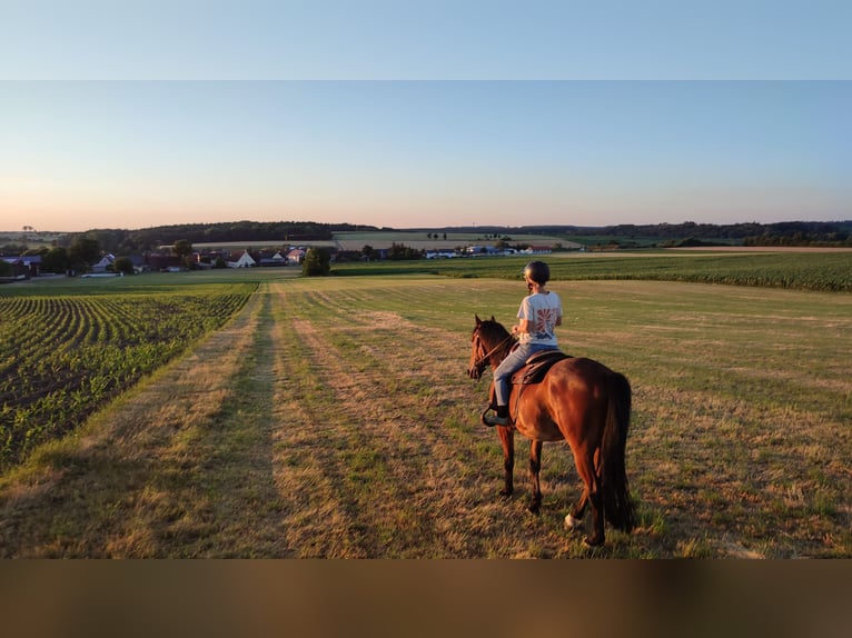 Sonstige Rassen Wallach 8 Jahre 158 cm Brauner in Ehingen