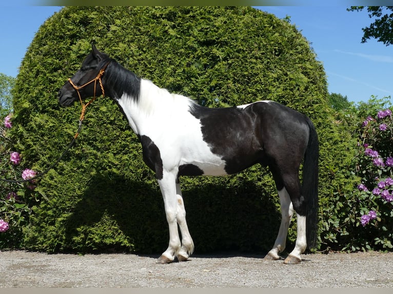 Sonstige Rassen Wallach 8 Jahre 158 cm Schecke in Lathen
