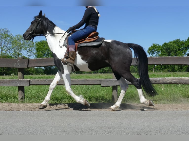 Sonstige Rassen Wallach 8 Jahre 158 cm Schecke in Lathen