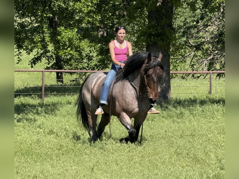 Sonstige Rassen Wallach 8 Jahre 163 cm Roan-Bay in Weatherford, TX