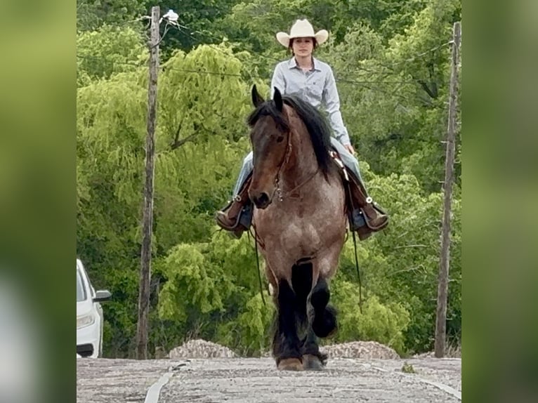 Sonstige Rassen Wallach 8 Jahre 163 cm Roan-Bay in Weatherford, TX