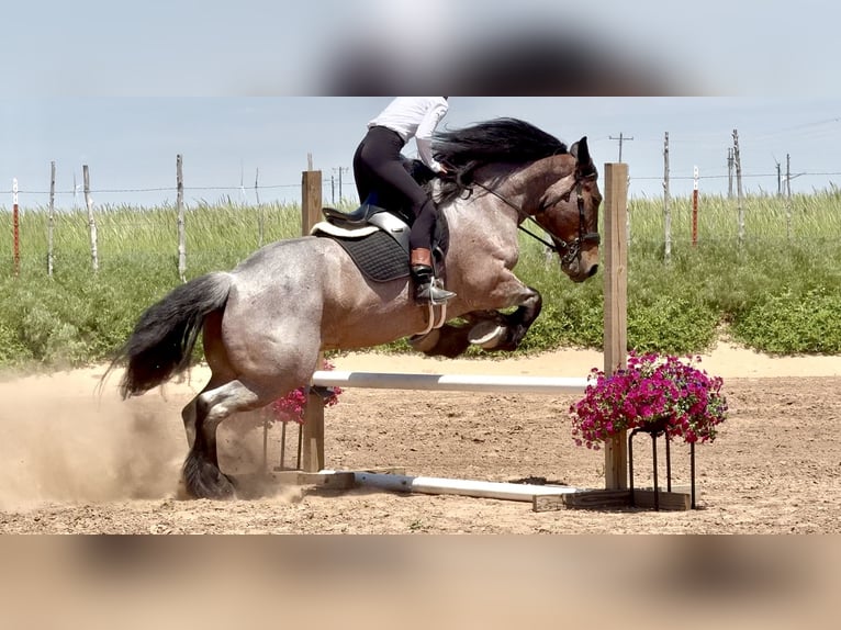 Sonstige Rassen Wallach 8 Jahre 163 cm Roan-Bay in Weatherford, TX