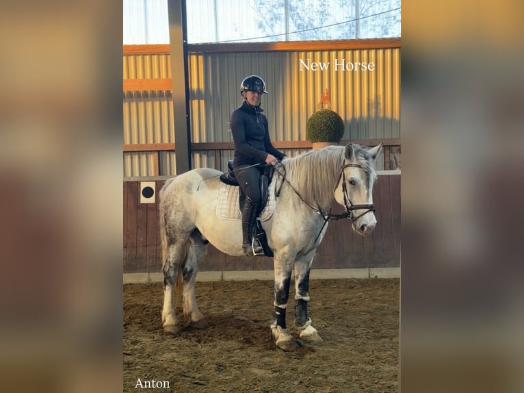 Sonstige Rassen Wallach 8 Jahre 163 cm Schimmel in Bünde