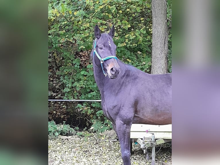 Sonstige Rassen Mix Wallach 8 Jahre 164 cm Dunkelbrauner in Sinsheim