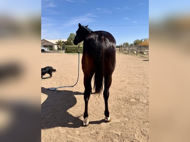 Sonstige Rassen Mix Wallach 8 Jahre 165 cm Dunkelbrauner in Berkshire