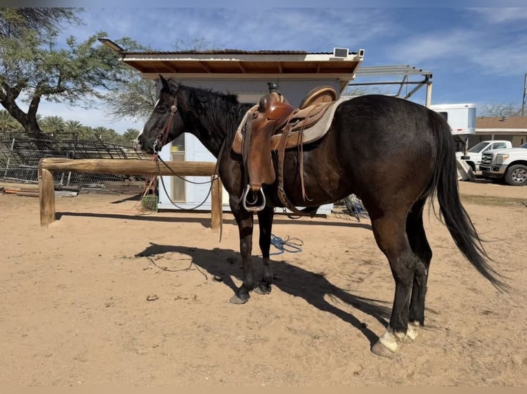 Sonstige Rassen Mix Wallach 8 Jahre 165 cm Dunkelbrauner in Berkshire