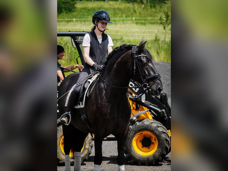 Sonstige Rassen Wallach 8 Jahre 165 cm Rappe in Nettersheim