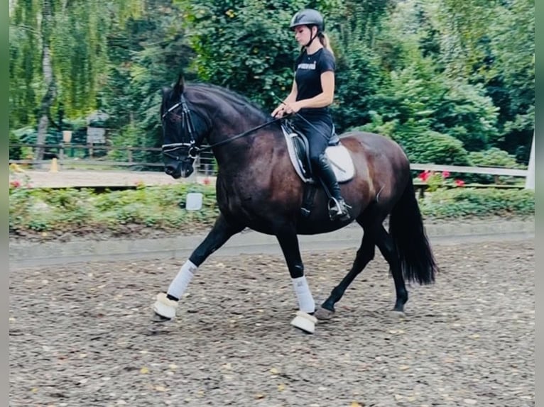 Sonstige Rassen Wallach 8 Jahre 167 cm Rappe in Sottrum