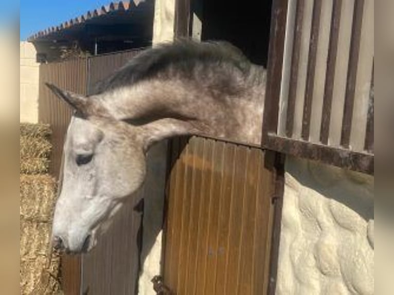 Sonstige Rassen Mix Wallach 8 Jahre 167 cm Schimmel in SEVILLA