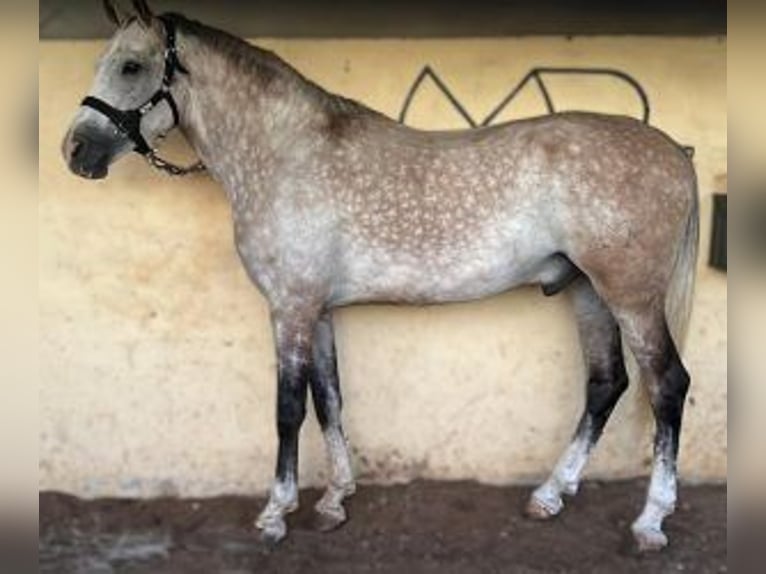 Sonstige Rassen Mix Wallach 8 Jahre 167 cm Schimmel in SEVILLA