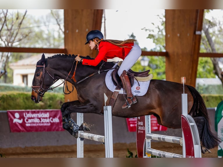 Sonstige Rassen Mix Wallach 8 Jahre 170 cm Dunkelbrauner in Cuarte De Huerva