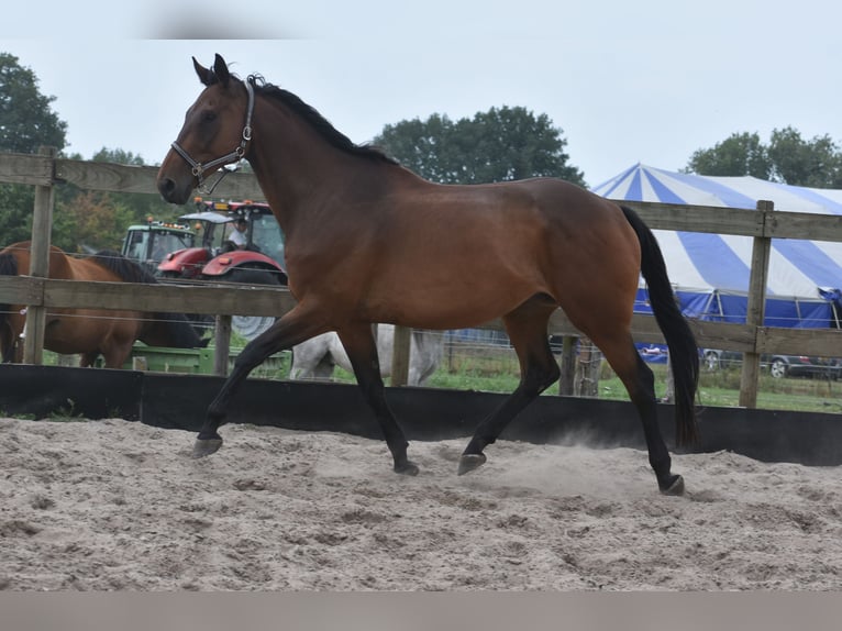 Sonstige Rassen Wallach 8 Jahre 172 cm in Achtmaal