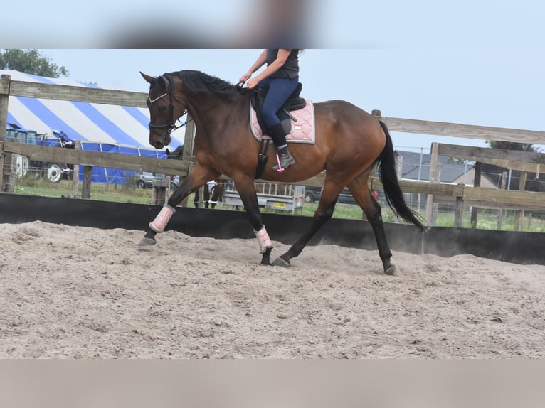 Sonstige Rassen Wallach 8 Jahre 172 cm in Achtmaal