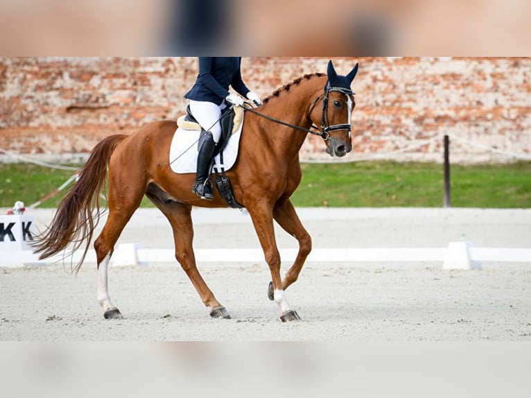 Sonstige Rassen Wallach 8 Jahre 175 cm Dunkelfuchs in Warsaw