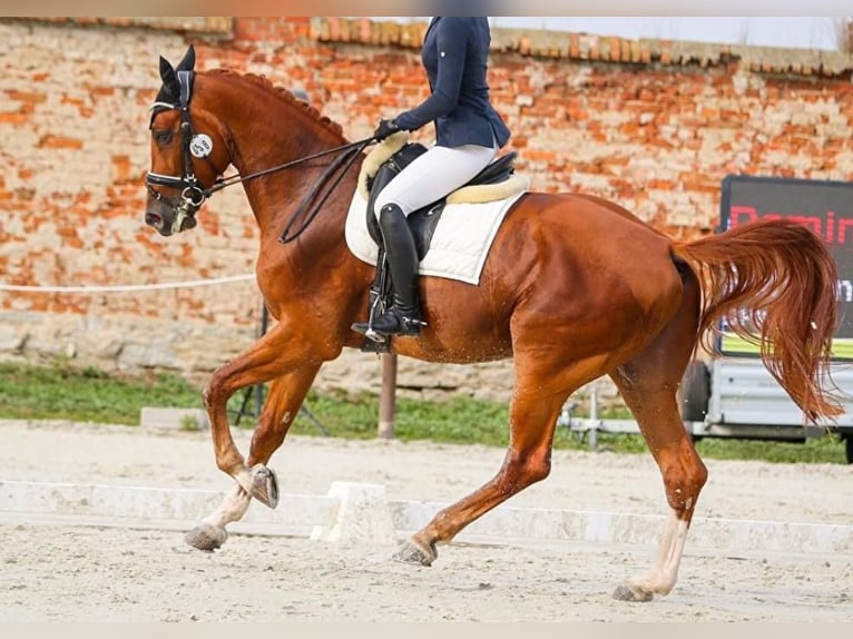 Sonstige Rassen Wallach 8 Jahre 175 cm Dunkelfuchs in Warsaw