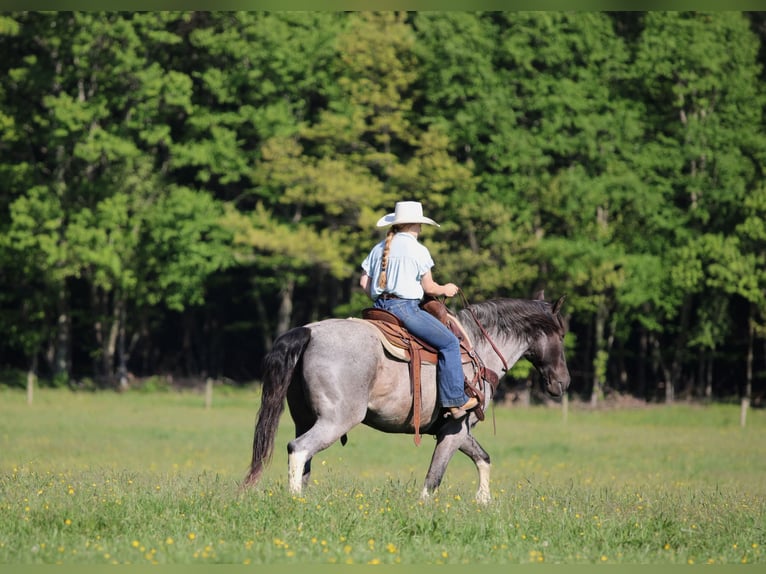 Sonstige Rassen Wallach 8 Jahre Roan-Blue in Clarion