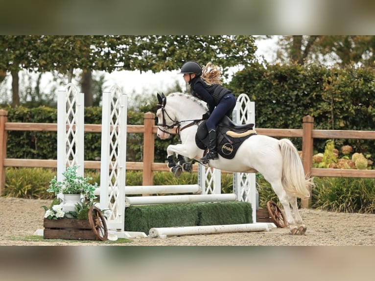 Sonstige Rassen Wallach 9 Jahre 122 cm  in Oost West en Middelbeers