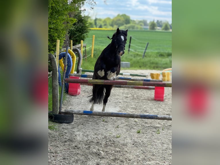 Sonstige Rassen Mix Wallach 9 Jahre 130 cm Rappe in Melle