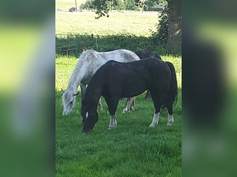 Sonstige Rassen Mix Wallach 9 Jahre 130 cm Rappe in Melle