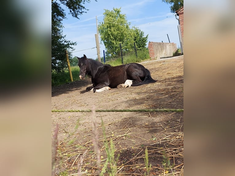 Sonstige Rassen Mix Wallach 9 Jahre 130 cm Rappe in Melle