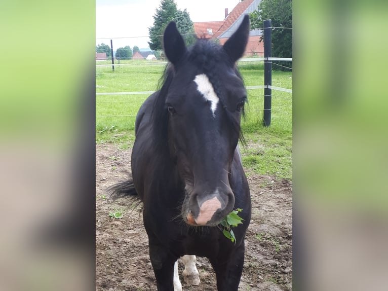 Sonstige Rassen Mix Wallach 9 Jahre 134 cm Rappe in Melle