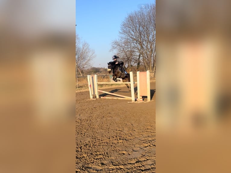 Sonstige Rassen Mix Wallach 9 Jahre 136 cm Dunkelbrauner in Milano- Brianza