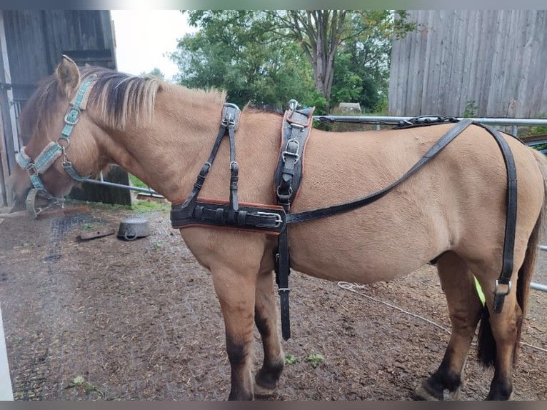 Sonstige Rassen Wallach 9 Jahre 138 cm Falbe in Rehau