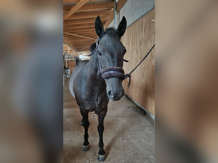 Sonstige Rassen Mix Wallach 9 Jahre 143 cm Rappe in Küssaberg Sonstige Rassen Mix Wallach 9 Jahre 143 cm Rappe in Küssaberg