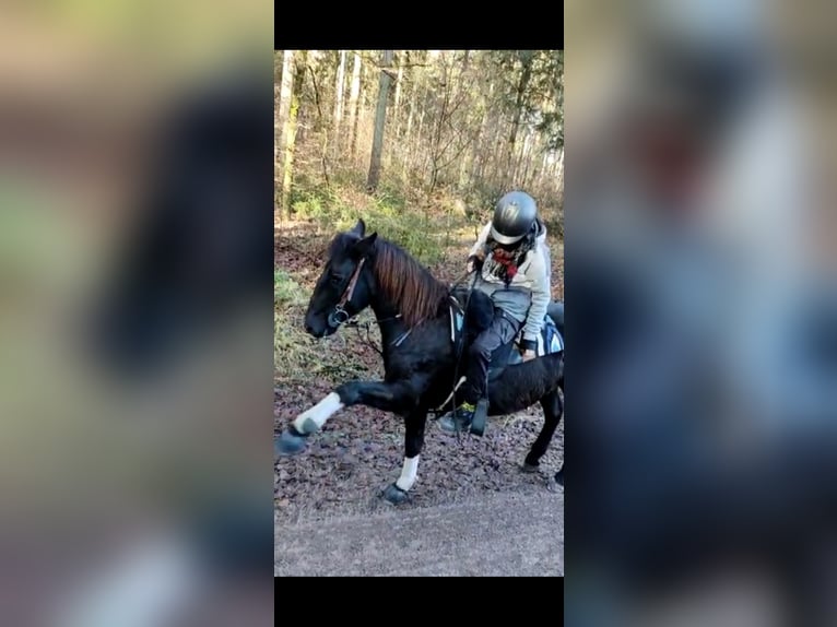 Sonstige Rassen Mix Wallach 9 Jahre 143 cm Rappe in Küssaberg Sonstige Rassen Mix Wallach 9 Jahre 143 cm Rappe in Küssaberg