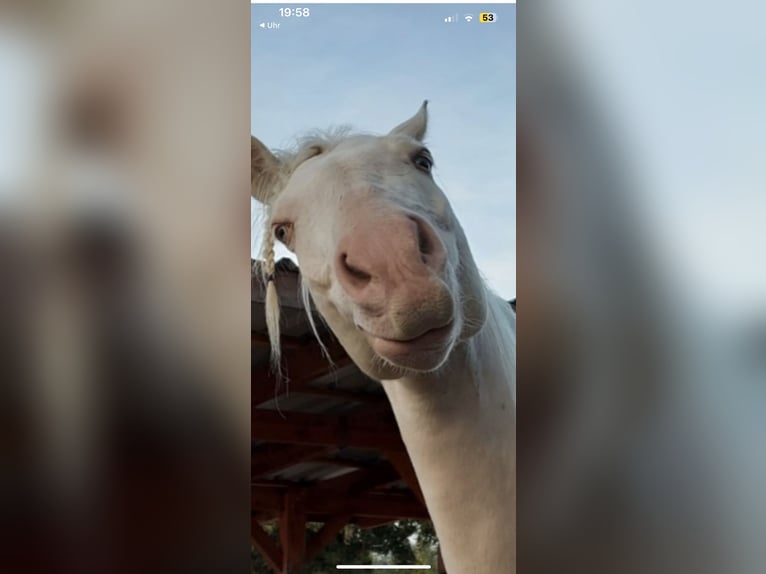 Sonstige Rassen Mix Wallach 9 Jahre 144 cm Cremello in Langenzenn