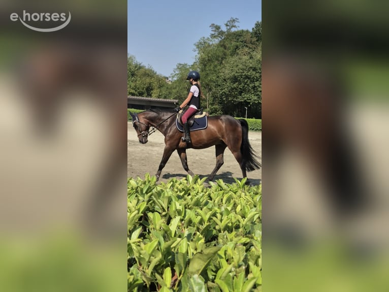 Sonstige Rassen Wallach 9 Jahre 146 cm Dunkelbrauner in besana brianza