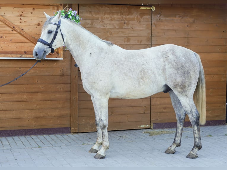 Sonstige Rassen Wallach 9 Jahre 146 cm Schimmel in Jelenia Góra