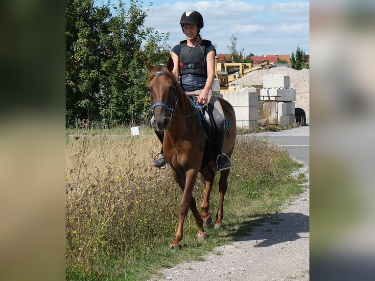 Sonstige Rassen Wallach 9 Jahre 150 cm Dunkelfuchs in Buttstädt