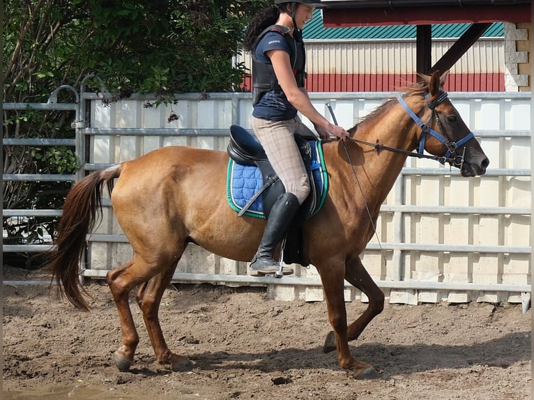 Sonstige Rassen Wallach 9 Jahre 150 cm Dunkelfuchs in Buttstädt