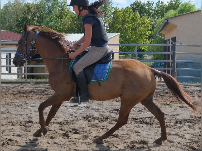Sonstige Rassen Wallach 9 Jahre 150 cm Dunkelfuchs in Buttstädt