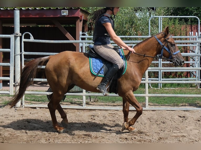 Sonstige Rassen Wallach 9 Jahre 150 cm Dunkelfuchs in Buttstädt