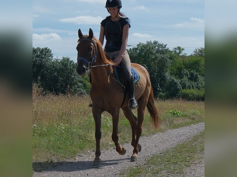 Sonstige Rassen Wallach 9 Jahre 150 cm Dunkelfuchs in Buttstädt