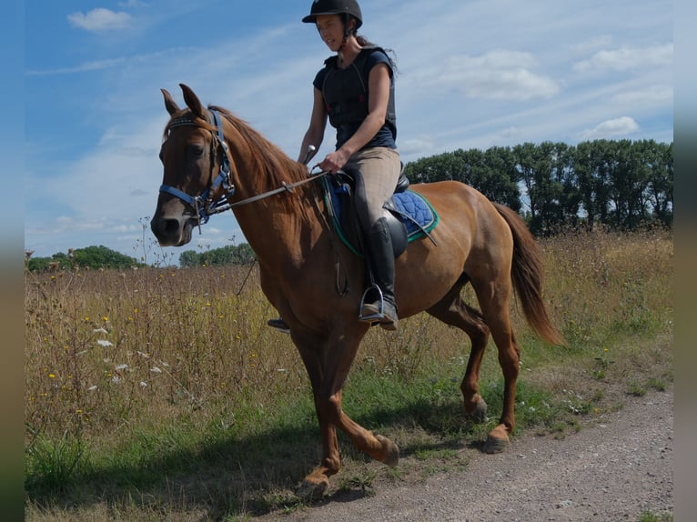 Sonstige Rassen Wallach 9 Jahre 150 cm Dunkelfuchs in Buttstädt