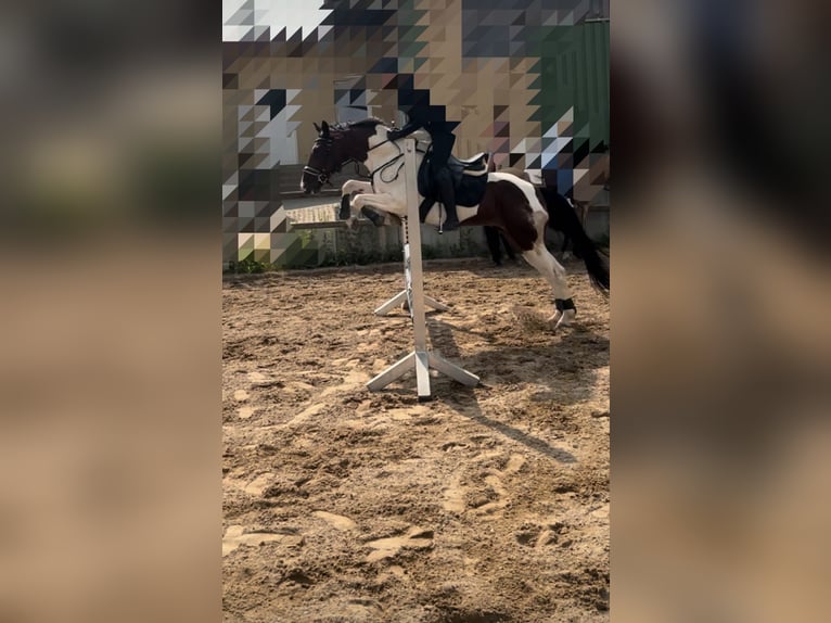 Sonstige Rassen Mix Wallach 9 Jahre 154 cm Schecke in Neustadt an der Donau