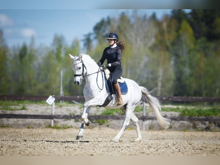 Sonstige Rassen Wallach 9 Jahre 154 cm Schimmel in Helsinki