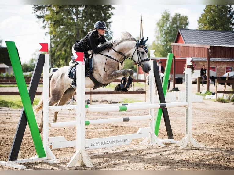 Sonstige Rassen Wallach 9 Jahre 154 cm Schimmel in Helsinki