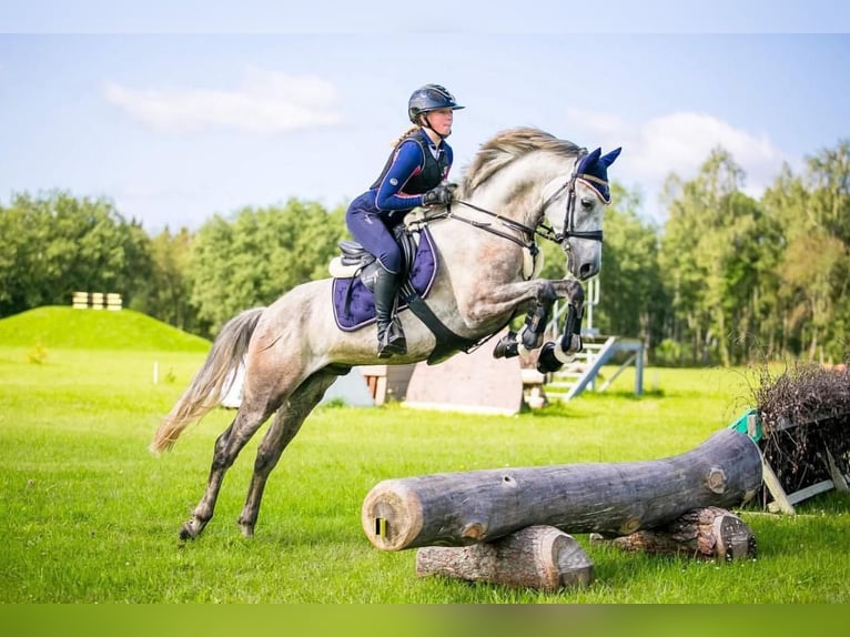 Sonstige Rassen Wallach 9 Jahre 154 cm Schimmel in Helsinki