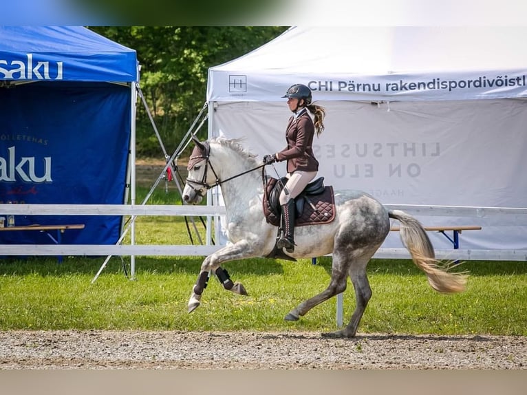 Sonstige Rassen Wallach 9 Jahre 154 cm Schimmel in Helsinki