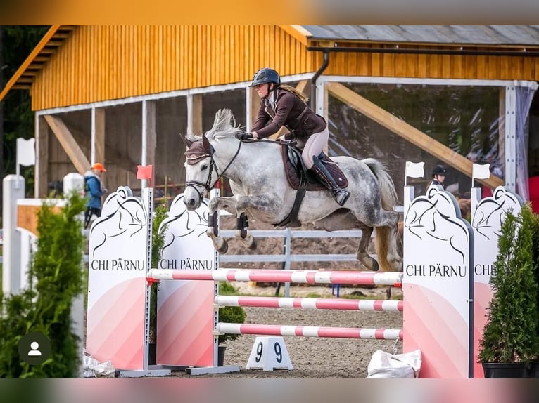 Sonstige Rassen Wallach 9 Jahre 154 cm Schimmel in Helsinki
