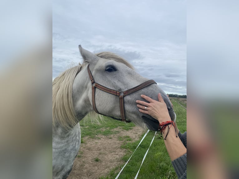 Sonstige Rassen Wallach 9 Jahre 155 cm Apfelschimmel in Stypułów