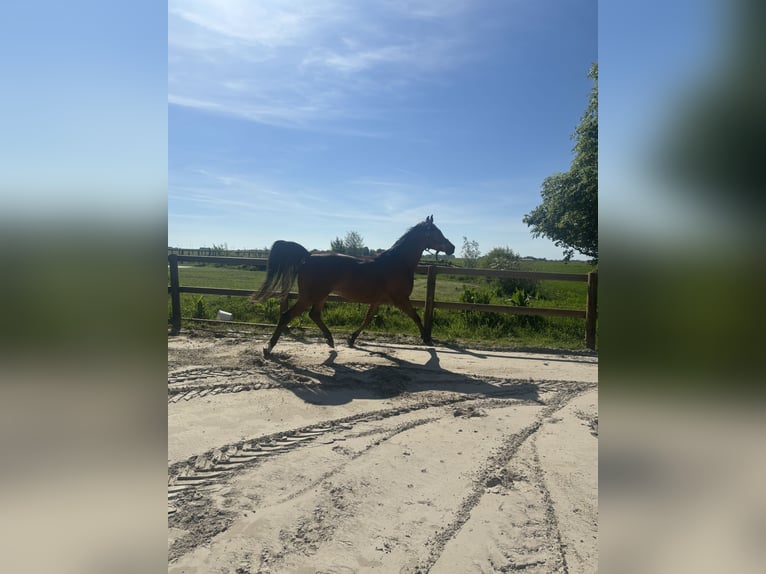 Sonstige Rassen Mix Wallach 9 Jahre 156 cm Brauner in Parrega