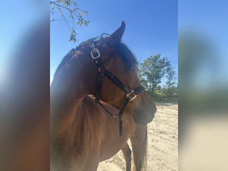 Sonstige Rassen Mix Wallach 9 Jahre 156 cm Brauner in Parrega