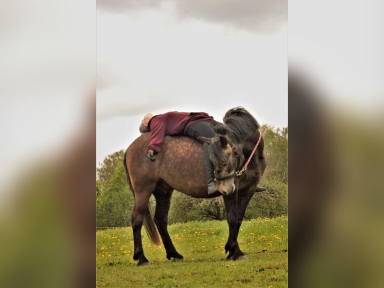 Sonstige Rassen Wallach 9 Jahre 156 cm in Raplamaa