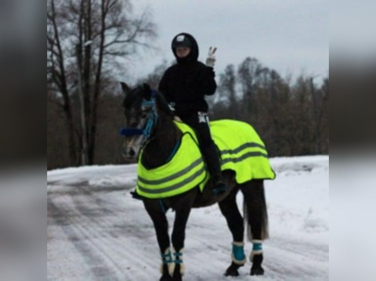 Sonstige Rassen Wallach 9 Jahre 156 cm in Raplamaa