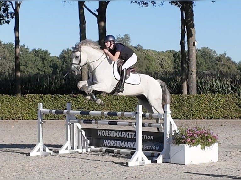 Sonstige Rassen Wallach 9 Jahre 156 cm Schimmel in Waddinxveen